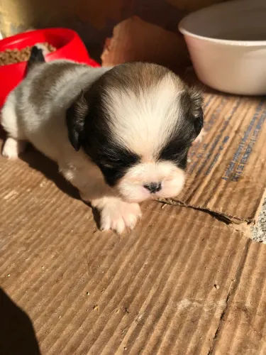 cachorro pequinês com shih tzu