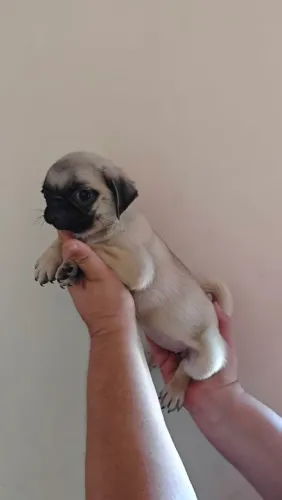 Pugs machos e fêmeas