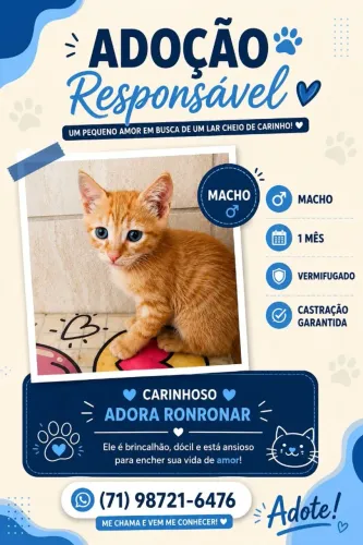 Gatinho laranja para adoção responsável.