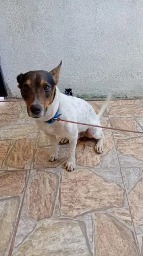 Doação desse lindo Cachorro