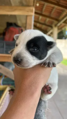 Vende se blue heeler