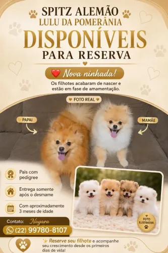 Spitz alemão (lulu da pomerania)