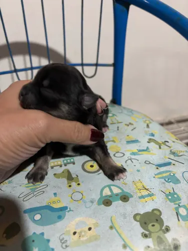 Chihuahua pelo longo com pedigree CBKC 