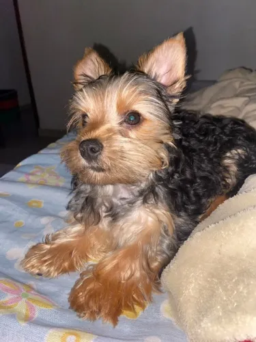 Animal