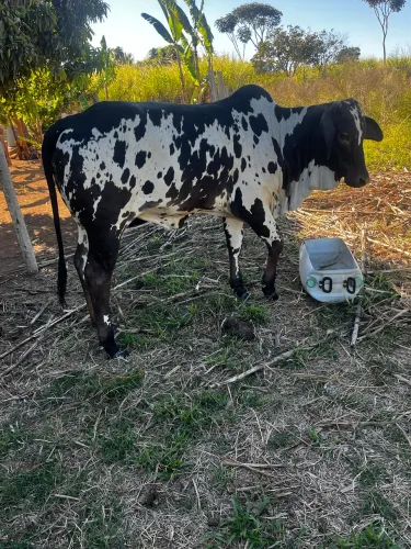 Novilha Nelore pintada