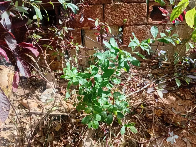 Mudas de acerola