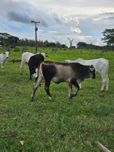 Oportunidade para Funcionário de Fazenda com experiência