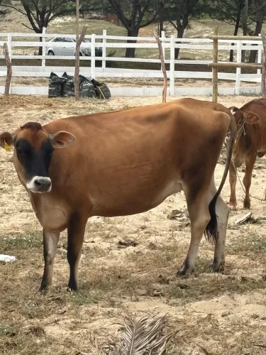 Vacas Jersey