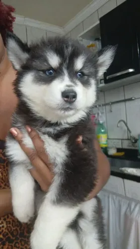 Husky filhotes (Husky siberiano)