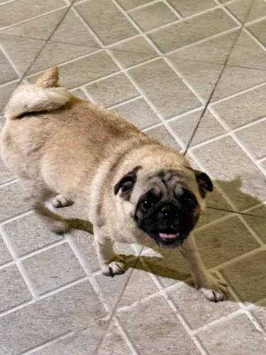 Cachorros