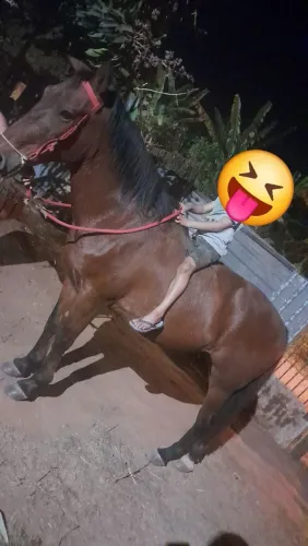 Cavalo