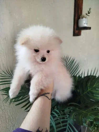 Machinho de spitiz alemão