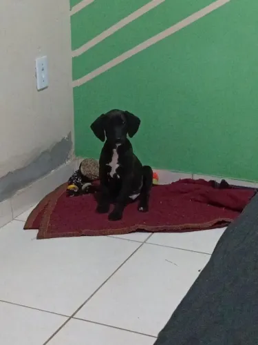 Estou doando