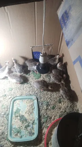 Vendo filhote de Angola 