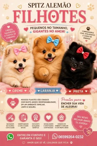 Filhotes de spitz alemão femea