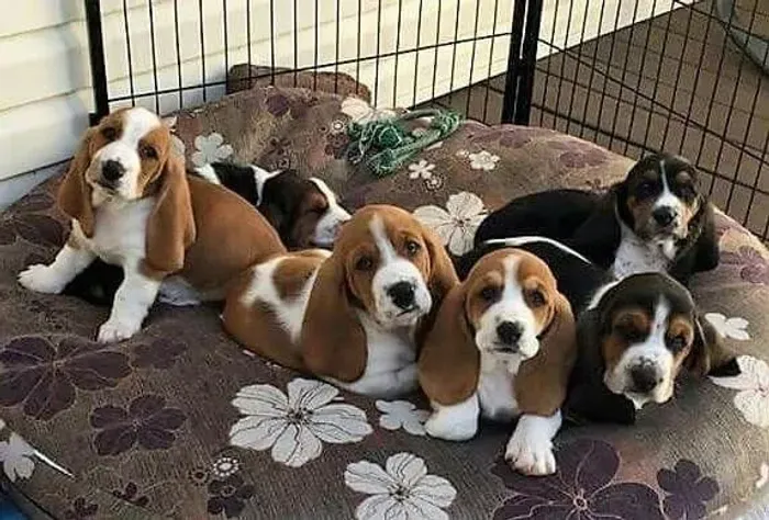 Basset Hound Fofinhos Filhotes