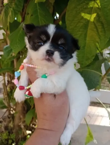 chihuahua pelo longo, femea, com pedigree, linhagem Russa, em 10x.