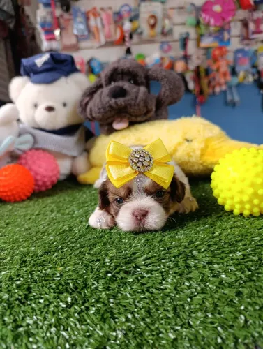Shihtzu fêmea chocolate olhos verdes disponível