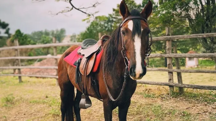 Cavalo marcha batida 