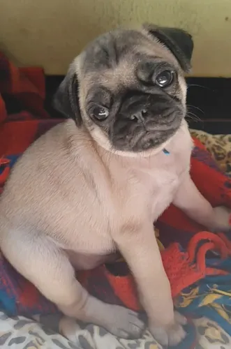 Filhote de pug