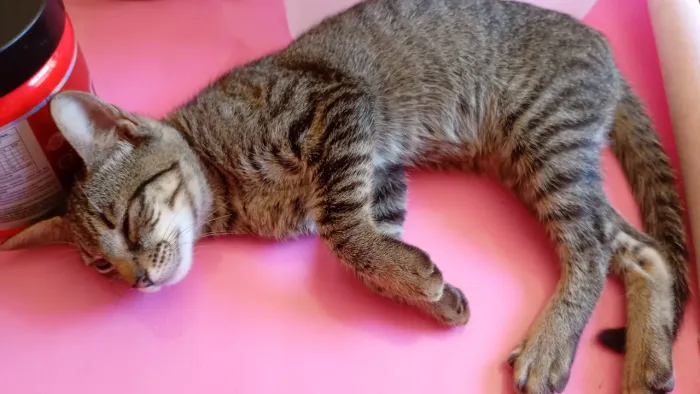 Linda gatinha rajadinha!