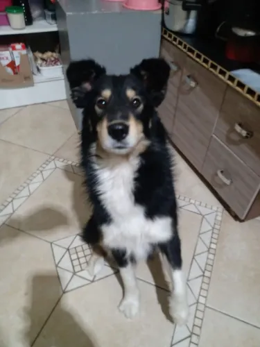 Doação a procura de um lar 