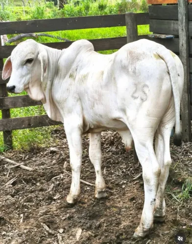 Vende = se bezerro Tabapuã PO 