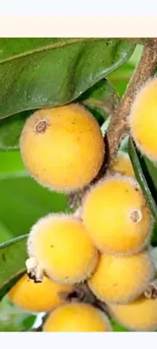 Mudas de Jabuticaba amarela ( cabeludinha)