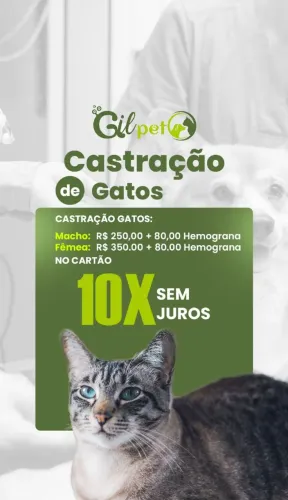 Castração de Gatos Macho e Femea