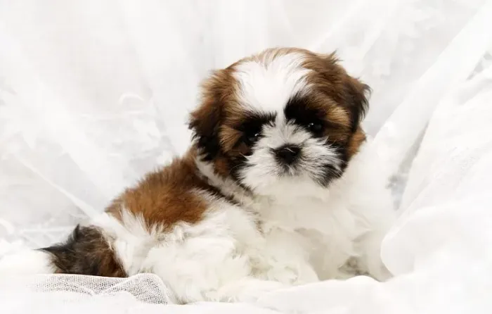 Shih-Tzu Pequeno Caramelo Fêmea - Perfeita Para Crianças e Apartamentos!