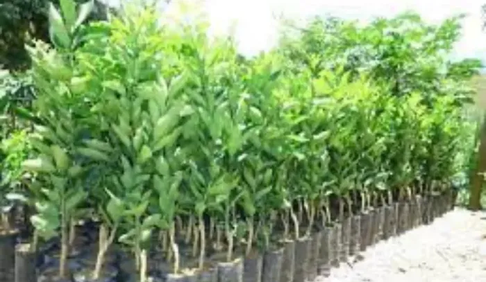 A Laranjeira Mais Procurada: Pera Enxertada - Só Aqui na Agromudas Salvador!