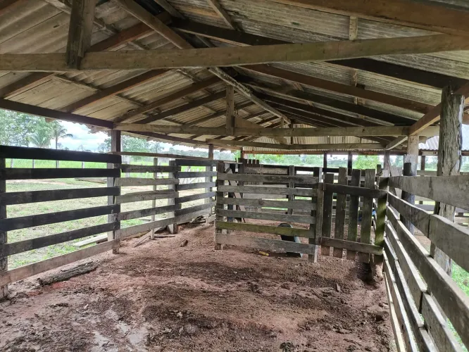 Vendo Sítio de 81 hectares Com Título e Escritura, BR 319, KM 13, Linha Tranpurus.