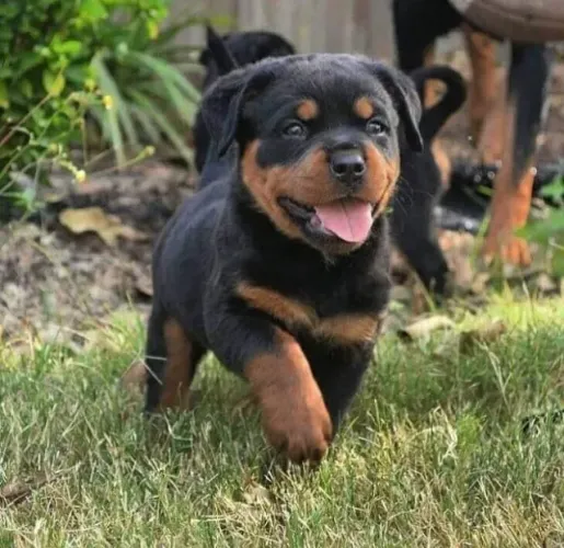 ?Rottweiler: o melhor amigo que também é guarda-costas.? ?