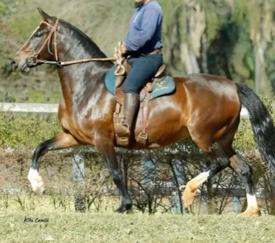 Égua Mangalarga Marchador registrada