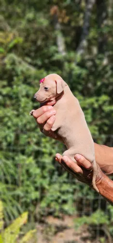 Galguinha Italiano femea - Entregamos na sua casa