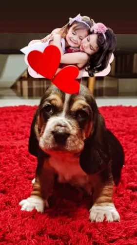 Basset Hound