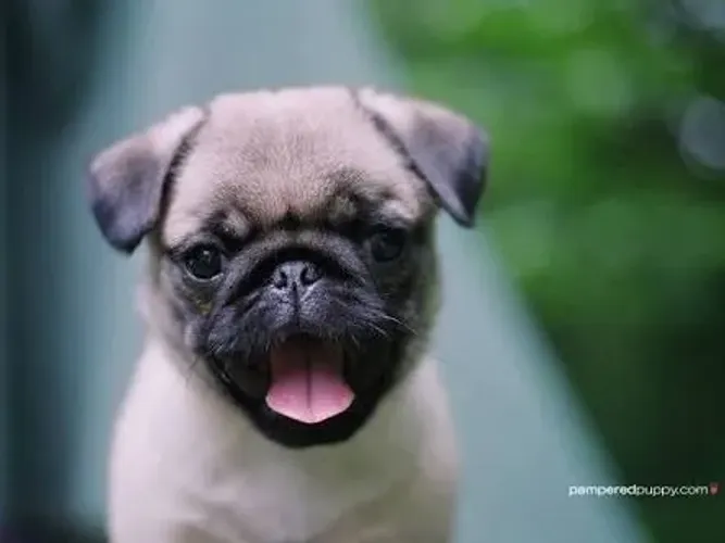 Pug Filhotes de mais alto padrão da raça