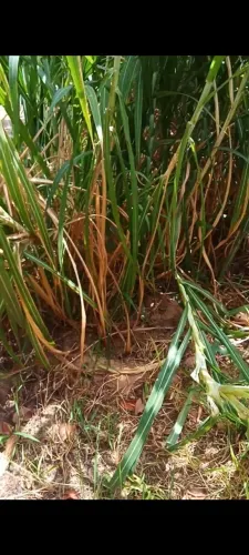 CAPIM ACU,IDEAL PRÁ FAZER SILAGEM, OU ATÉ MESMO OFERECER AOS ANIMAIS, Capim de qualidades