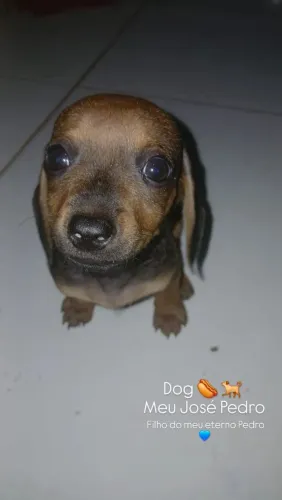 Filhote de Dachshund 2meses 500