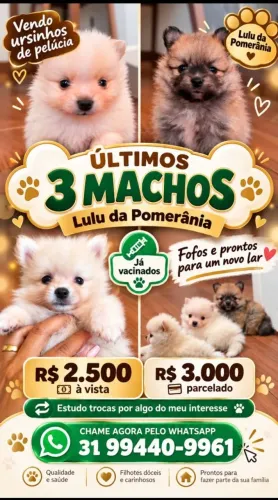 Vendo filhotes de Lulu da Pomerânia