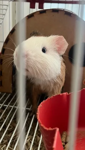 Vendo porquinho da índia
