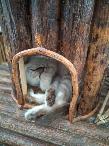 Doação gatinho ?