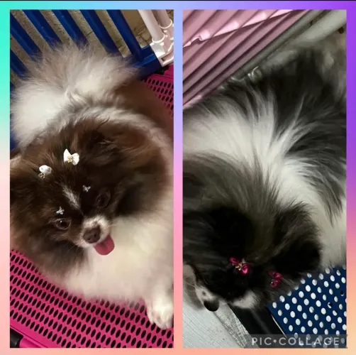 Fêmeas Spitz alemão ( Anão) -> Lulu da Pomerânia