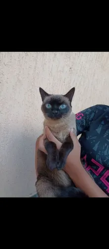 Doa se gatinha Siamês