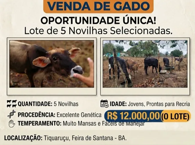 Lote de 5 Novilhas Selecionadas - Prontas para Recria (Tiquaruçu, BA)