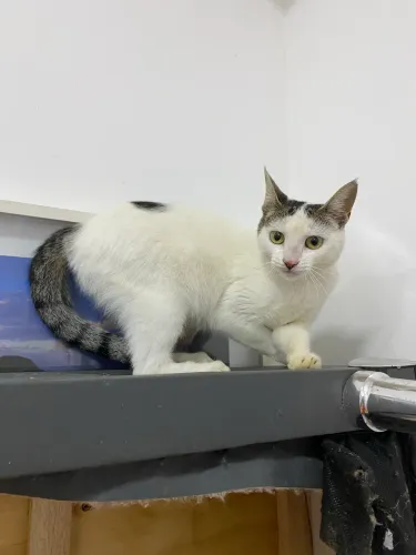Gatinha fêmea castrada para adoção responsável 
