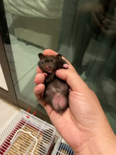 Hamsters sírios