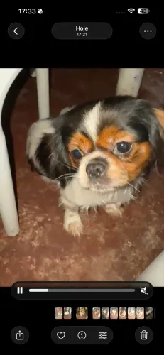 Vendo uma shih tzu adulta