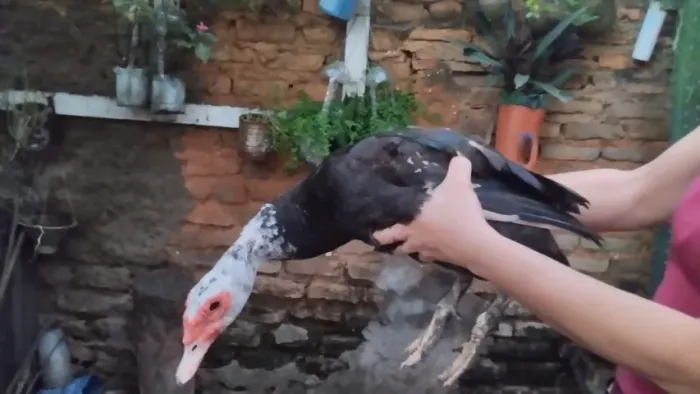 PATO E PATA EM FASE REPRODUTIVA
