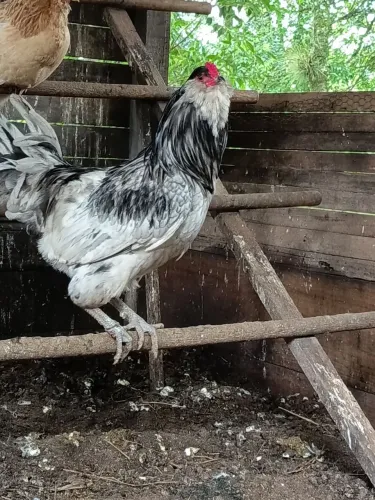 Galo ameraucana Splash